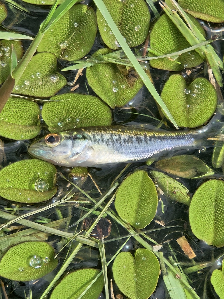Angler holding a largemouth bass - beginner fishing guide